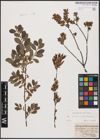 Foto von Salix aurita L. x Salix myrtilloides L.